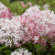 Гортензия метельчатая Royal Flower гортензия метельчатая royal flower