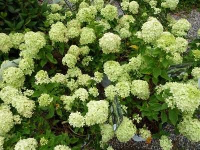 гортензия метельчатая little lime