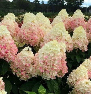 гортензия метельчатая magical sweet summer