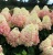 гортензия метельчатая magical sweet summer