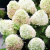 Гортензия метельчатая Summer Snow гортензия метельчатая summer snow