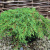 можжевельник обыкновенный грин карпет / juniperus communis green carpet 