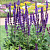 шалфей дубравный / salvia nemorosa salvatore blue