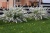 Спирея серая Grefsheim / Spiraea cinerea Grefsheim спирея серая grefsheim / spiraea cinerea grefsheim