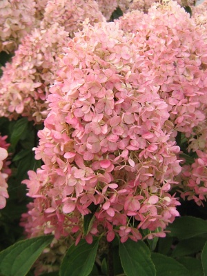 гортензия метельчатая magical sweet summer