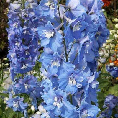 дельфиниум высокий magic fountains sky blue with white bee