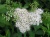 Спирея японская Albiflora / Spiraea japonica Albiflora спирея японская albiflora / spiraea japonica albiflora