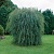 ива пурпурная pendula / salix purpurea pendula 