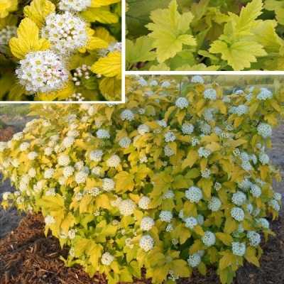 пузыреплодник калинолистный angel gold