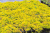 Очиток отклоненный Yellow Cushion Compact очиток отклоненный yellow cushion compact