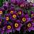 прострел обыкновенный  пинвил блю виолет шейдес / pinwheel blue violet shades