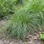 щучка дернистая / deschampsia cespitosa