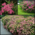 спирея японская froebelii / spiraea japonica froebelii