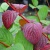 дерен белый sibirica / cornus alba sibirica