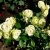 Роза Лавли Грин (Lovely Green) флорибунда роза лавли грин (lovely green) флорибунда
