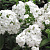 флокс метельчатый давид / david