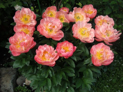 пион межвидовый гибрид pink hawaiian coral