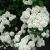 Спирея японская Albiflora / Spiraea japonica Albiflora спирея японская albiflora / spiraea japonica albiflora