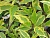 дерен белый spaethii / cornus alba spaethii